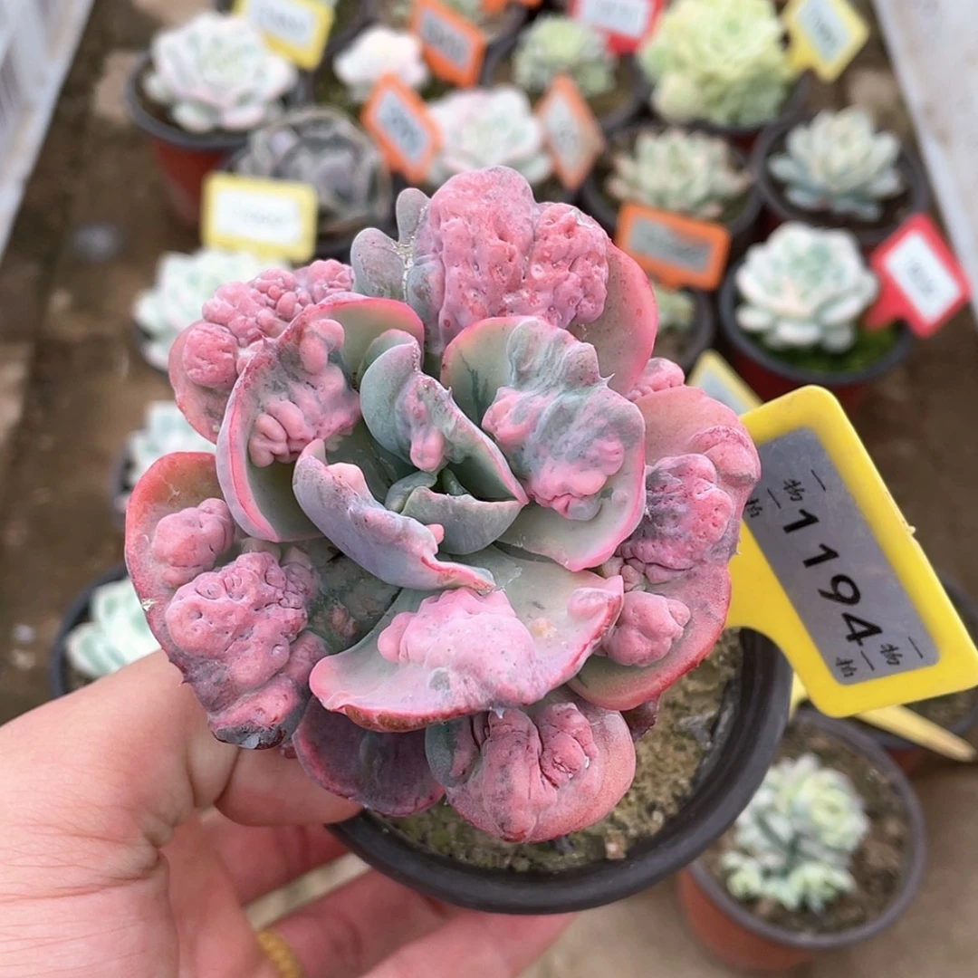 【闪购商品】1194号