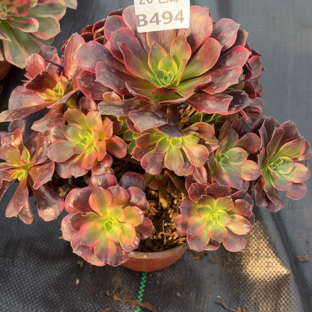 494凤冠，福利，满20包邮