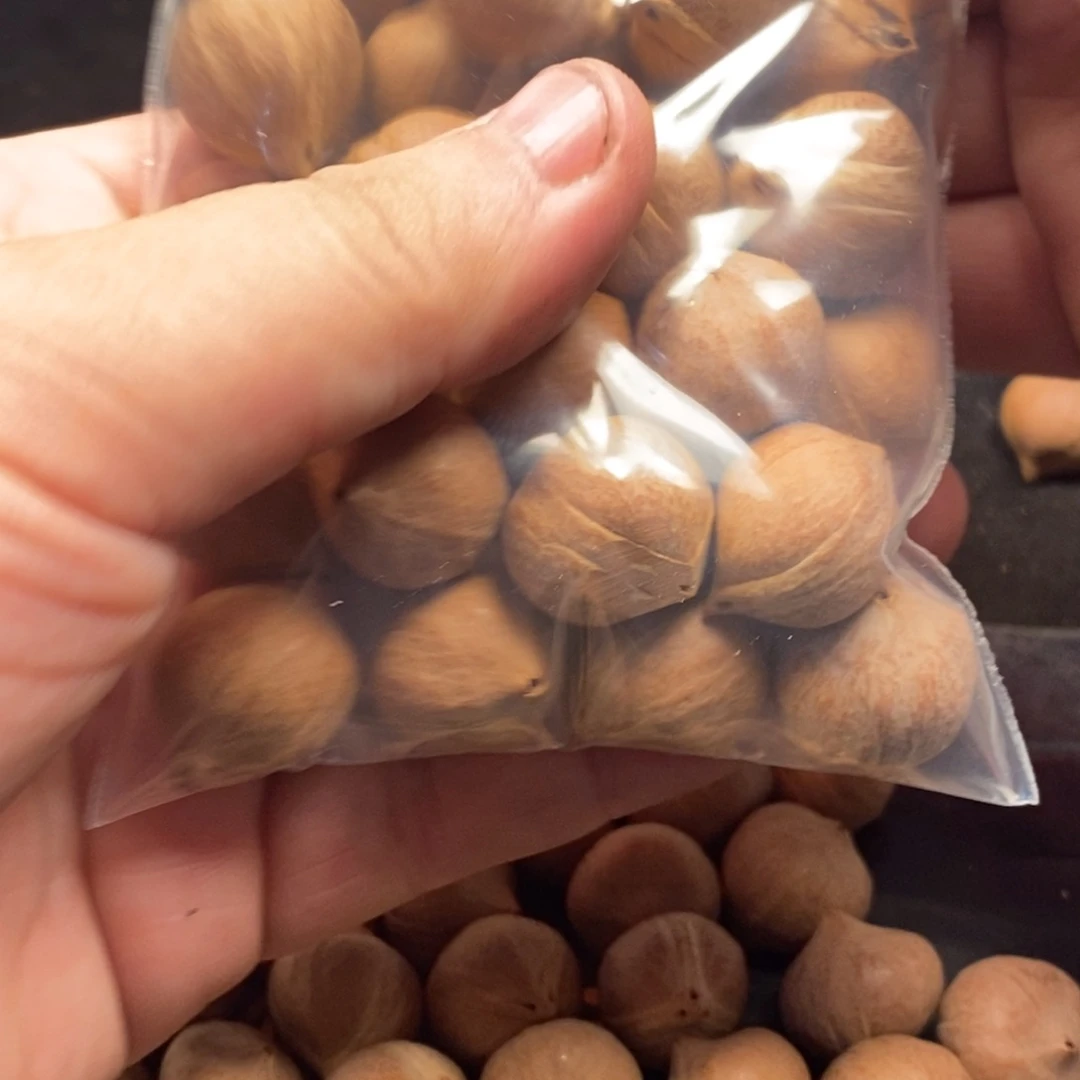 荣****橄榄核手串/手链1