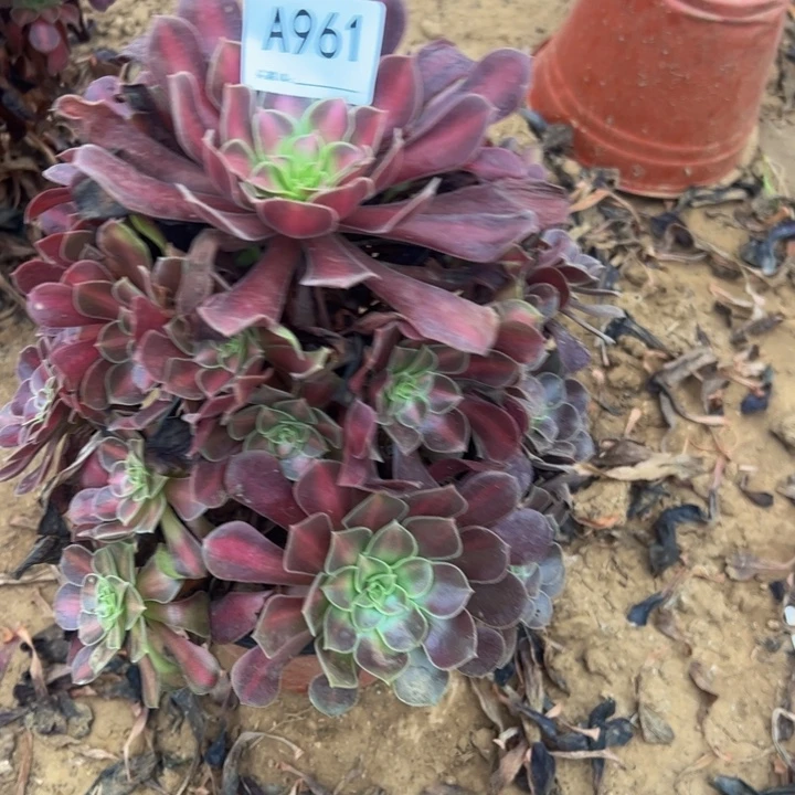 花娜多肉植物961.