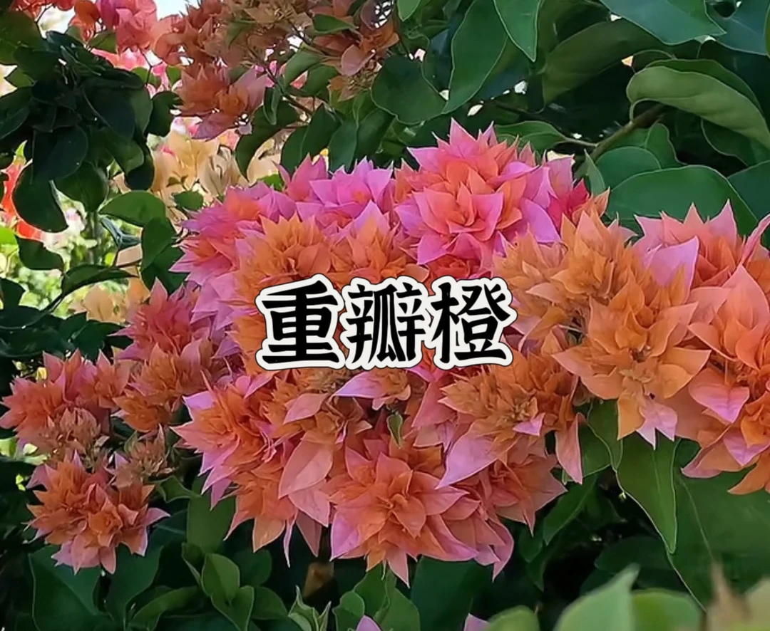 {重瓣橙1苗}三角梅四季勤花庭院阳台可爬藤种植好养新手小白懒人。