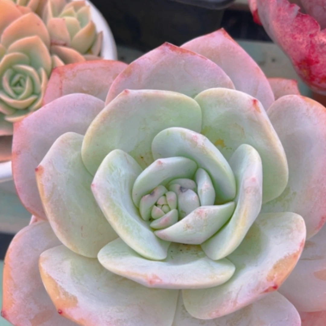 【闪购商品】奶茶0710