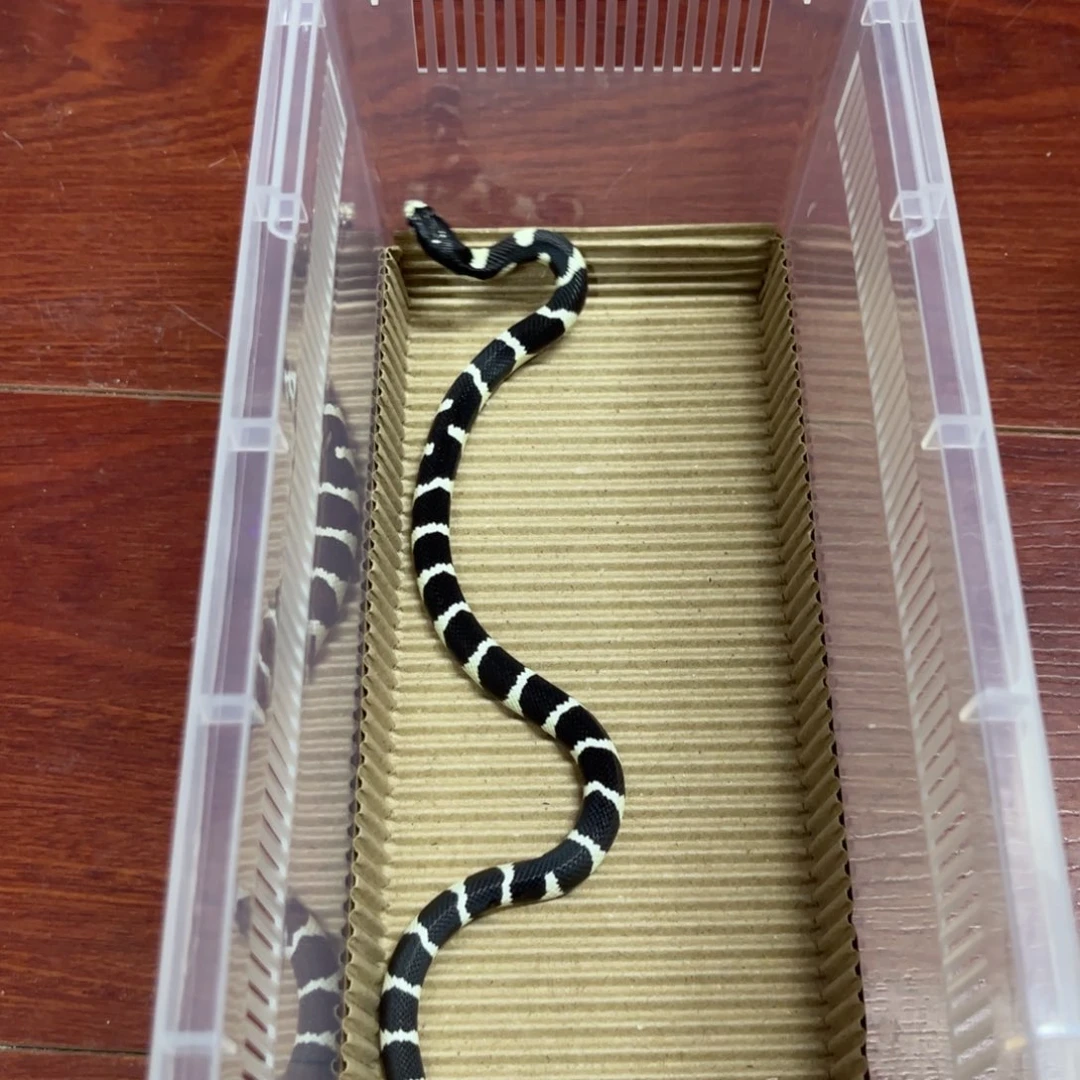 彩色蚕宝宝加州马赛克