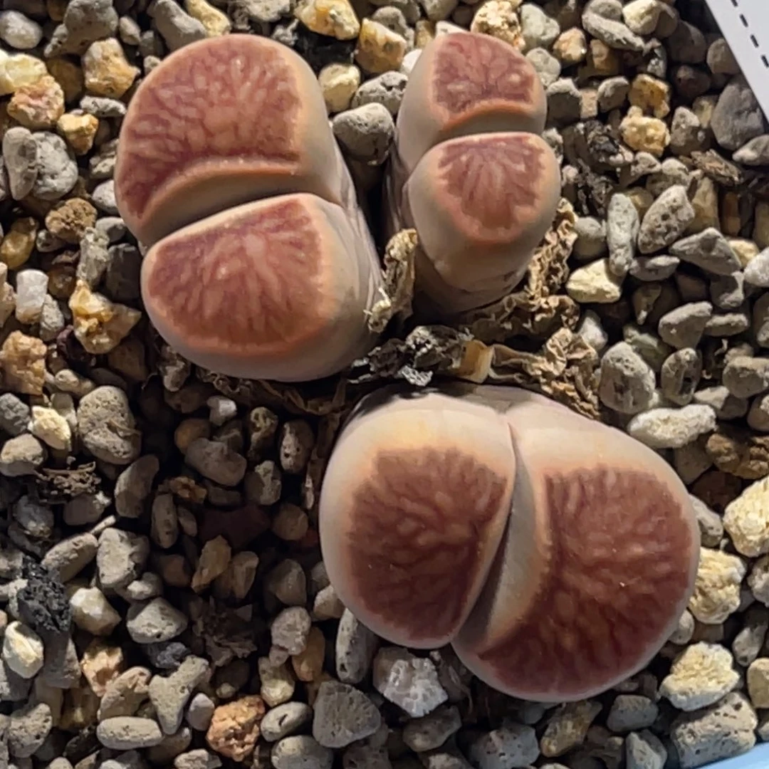 2641岛田红窗菊1三头
