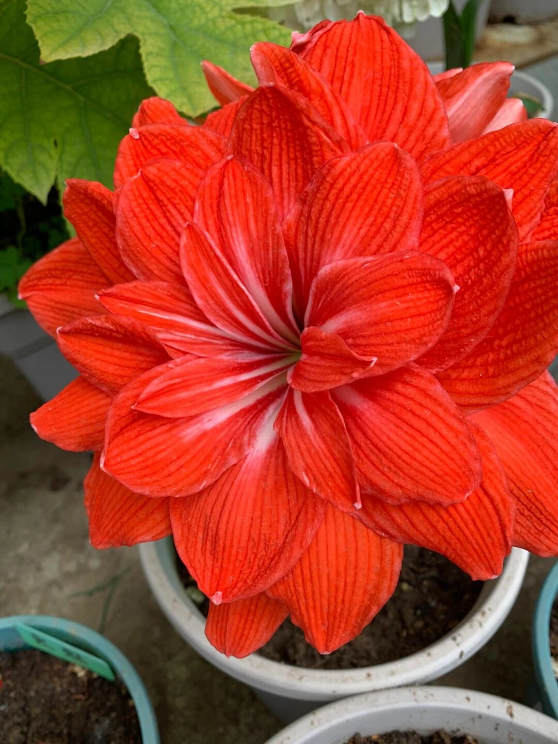 【双马戏团】大花重瓣朱顶红自然球包对版