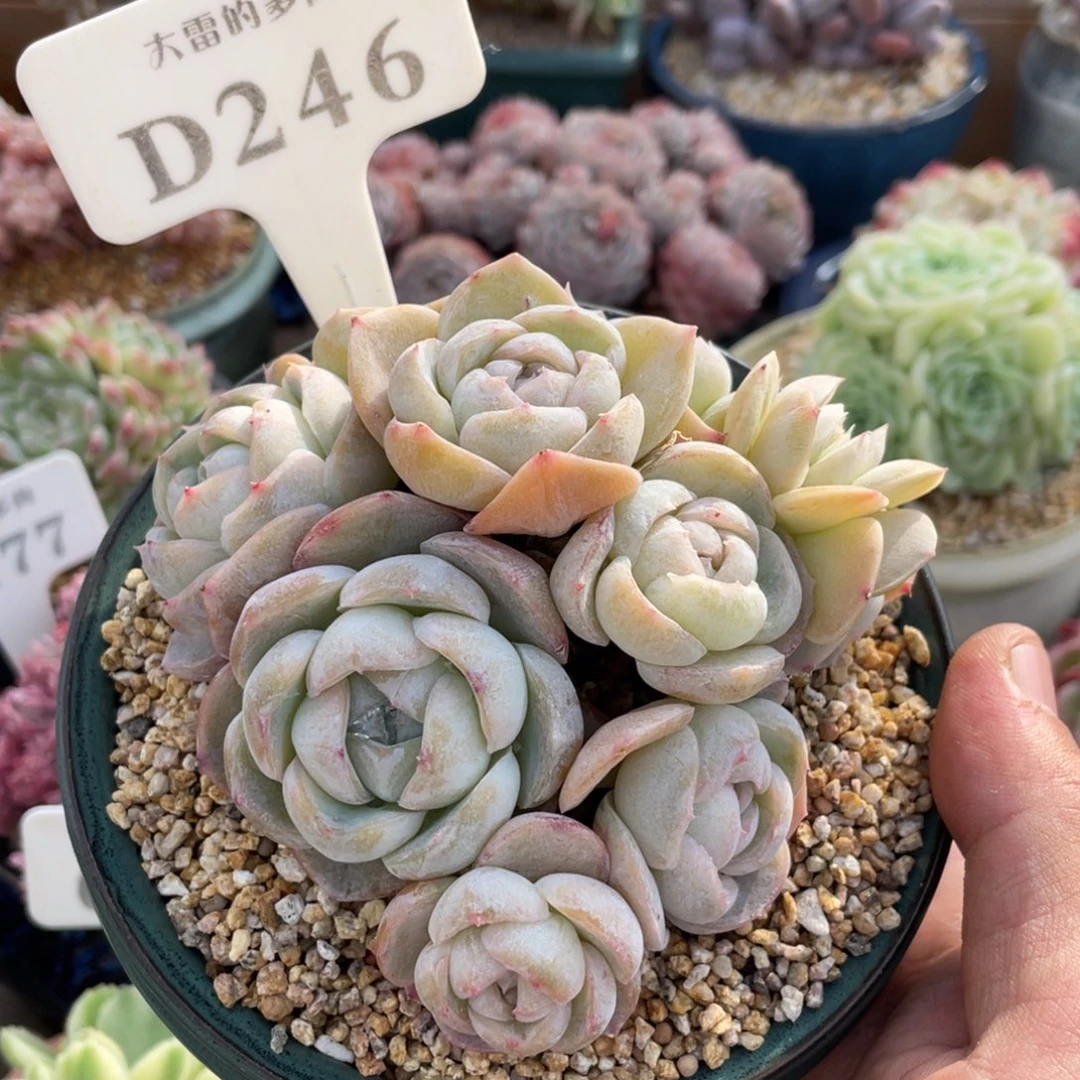 246胖虎不带盆11厘米