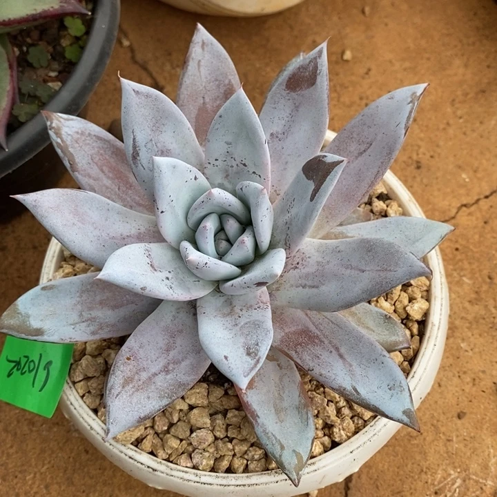 D467- 直播福利 墨西哥巨人