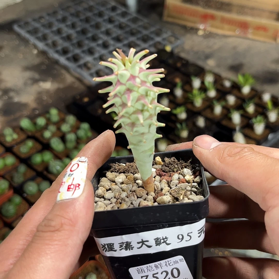 啊*o7520一物一拍单头发货