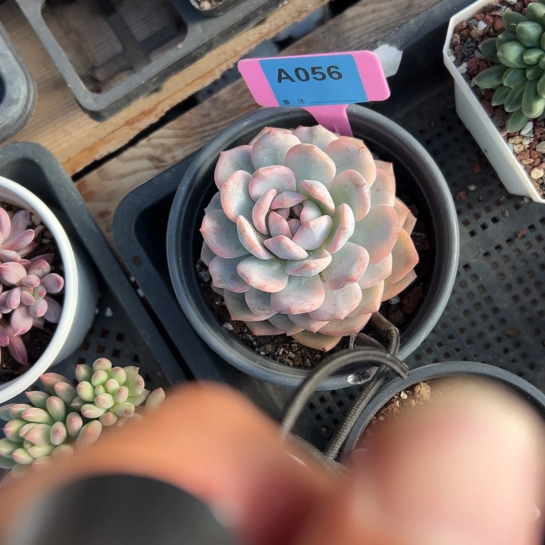 丢***四多肉植物一物一拍