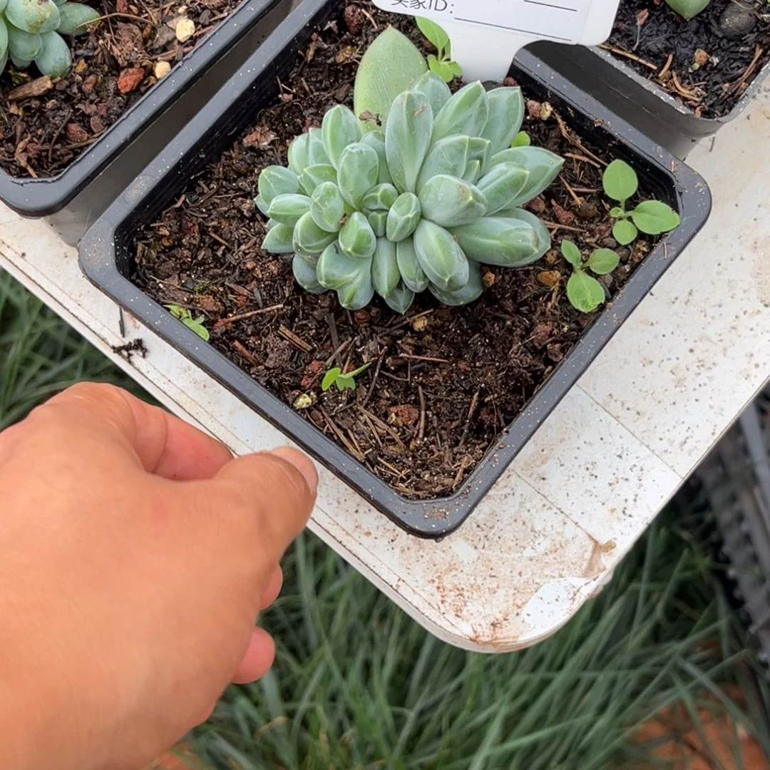 青花瓷多肉植物小苗410