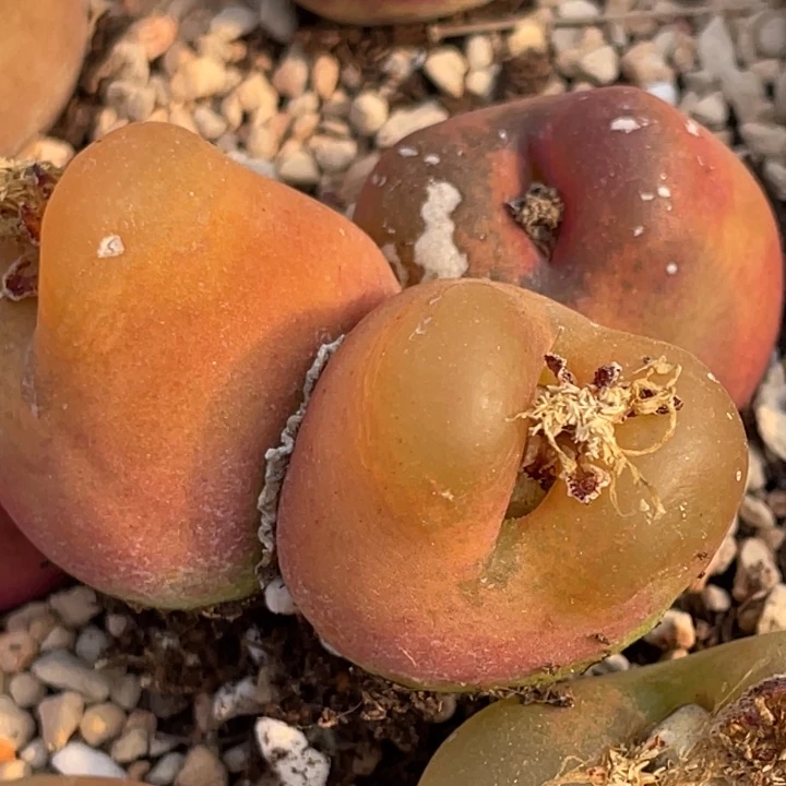 489959958958858555588