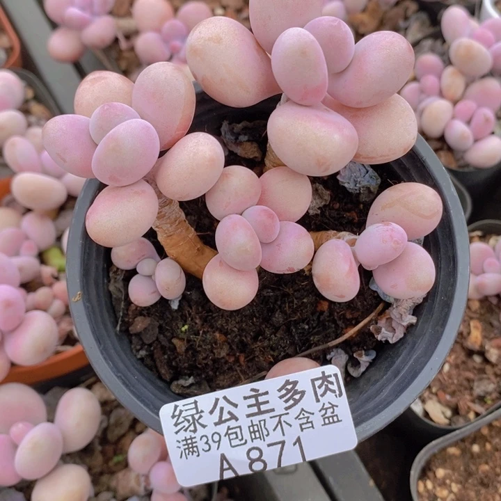 糖果桃蛋老桩7cm871多肉植物