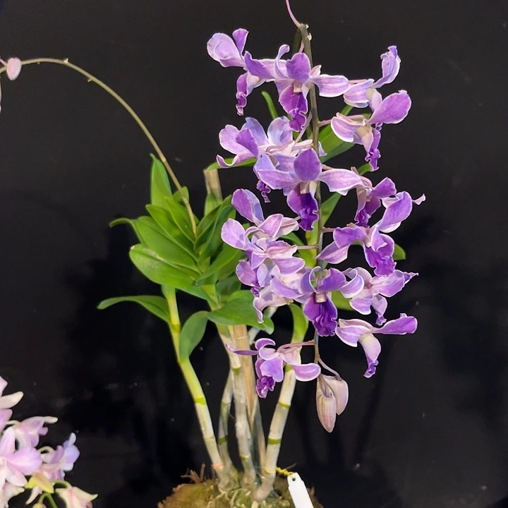 当前无花朵，栽培后可花朵紫松鼠，1332