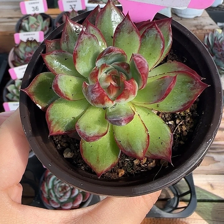 41 惊鸿仙子多肉植物