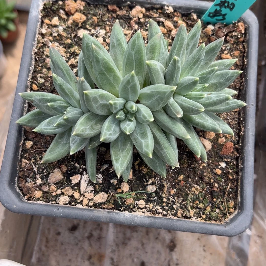 酷***多多肉植物ttn多肉植物