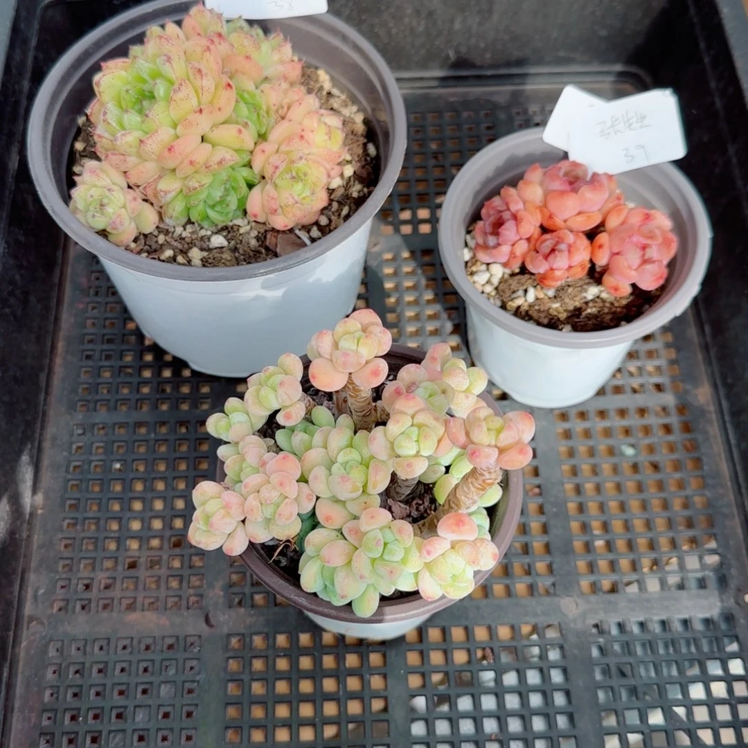 自***生三颗专拍，福利，2424多肉植物