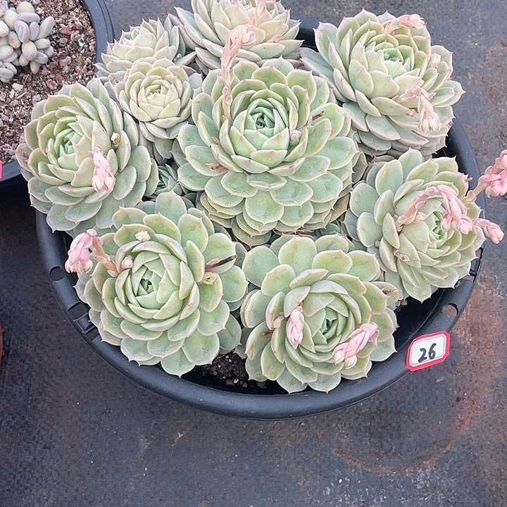 26安斯诺一物一拍多肉