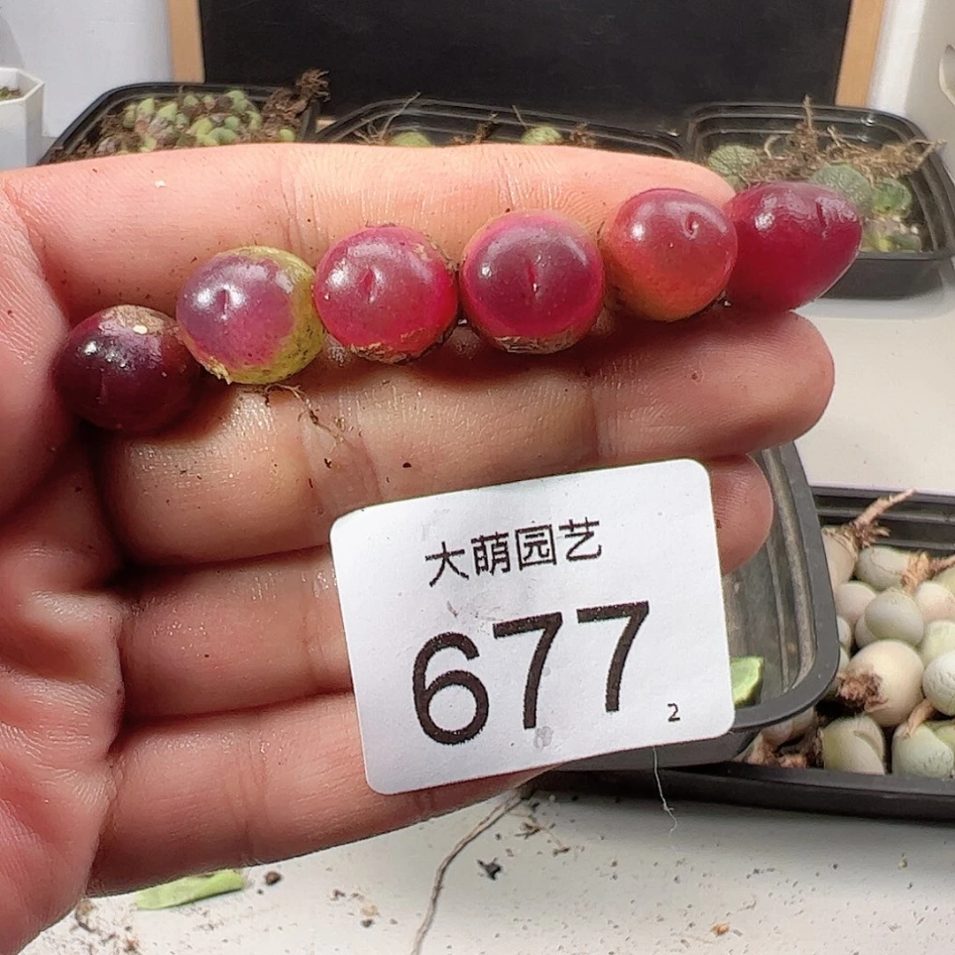 0000677 一物一拍……