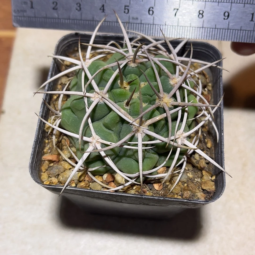 实生大尤龟甲豪刺碧岩玉