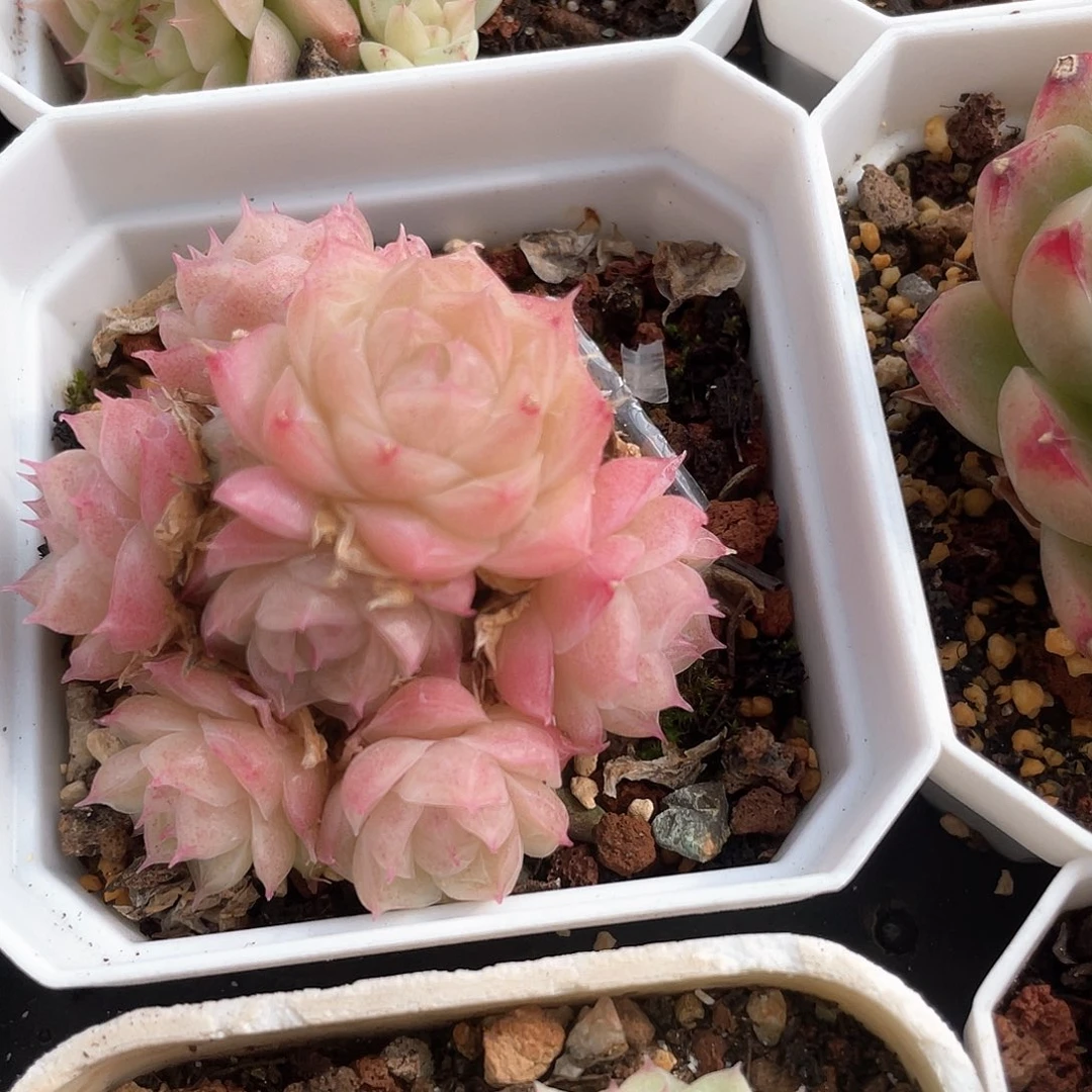 优选潘多拉女王8291