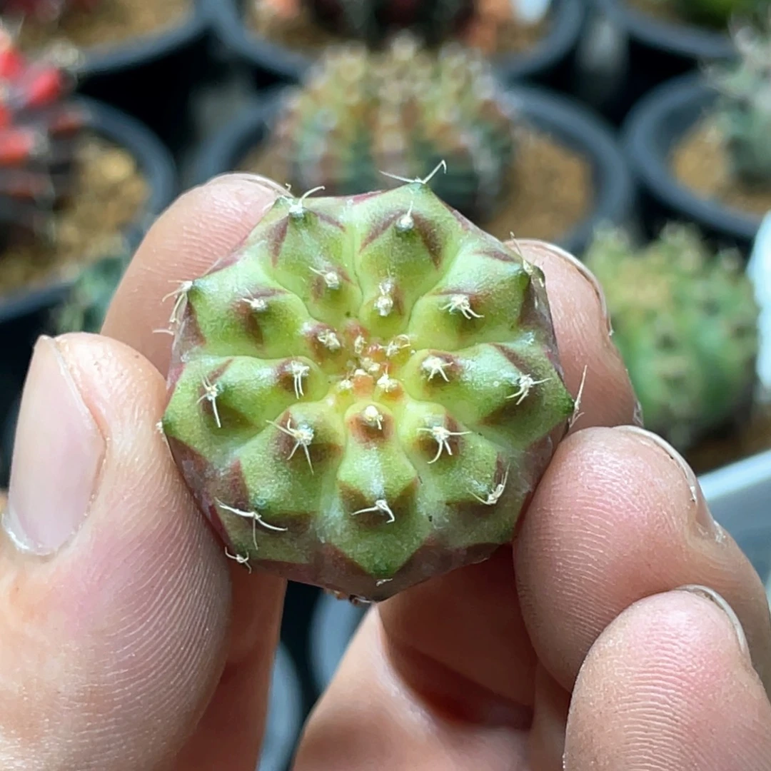当前无花朵，栽培后可花朵黑珍珠轮回