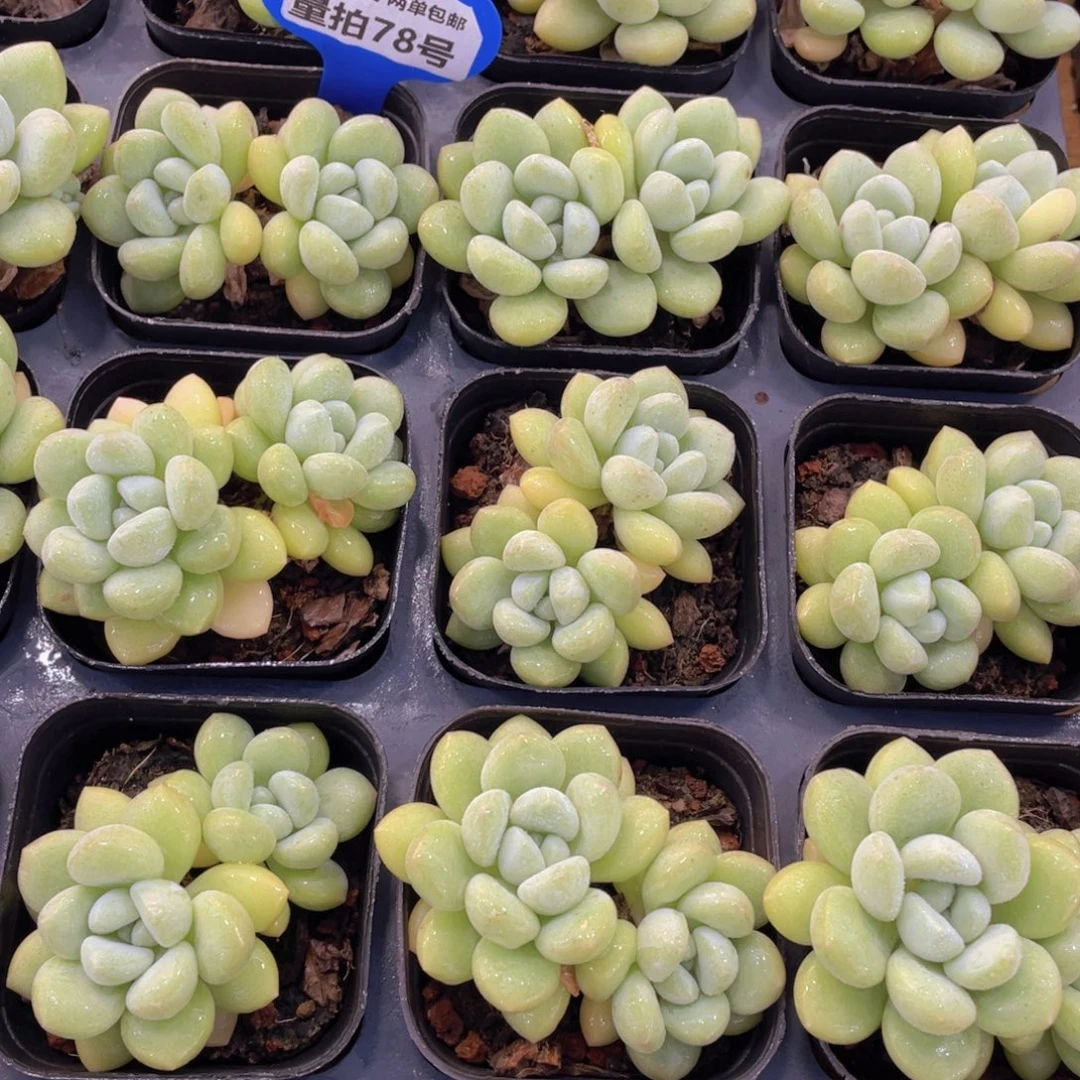 量拍78号 泡泡糖双头一个