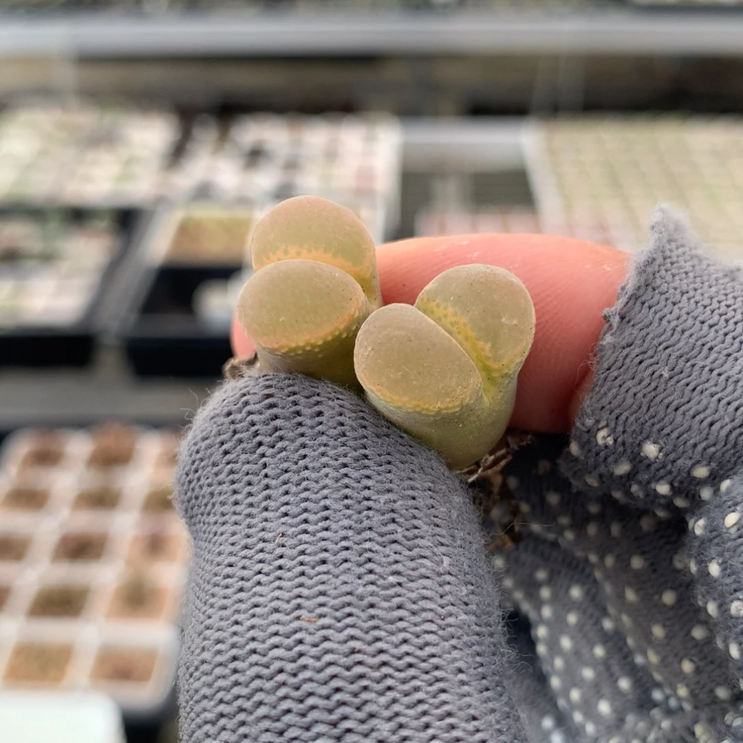 348温巴德c10母本