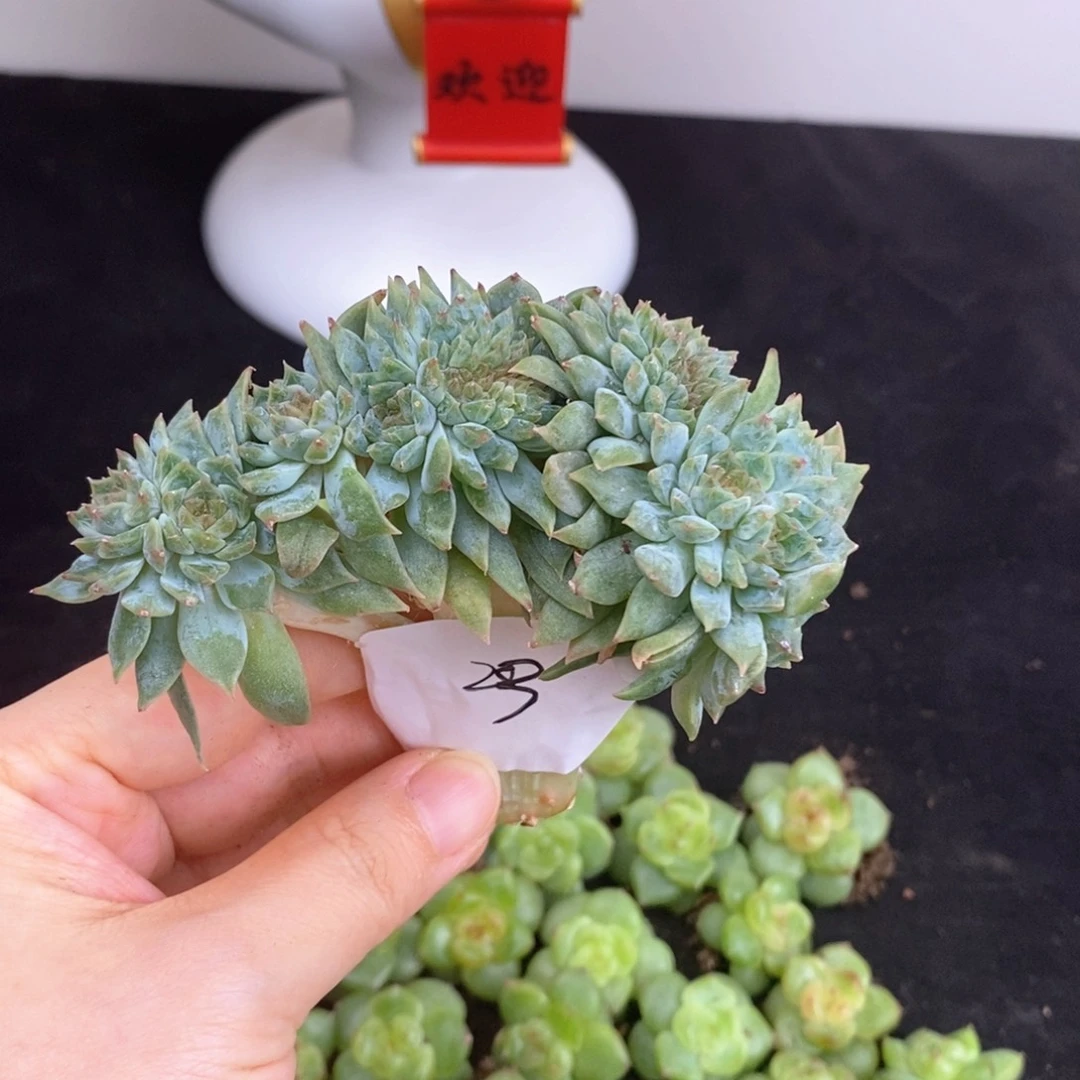 9头两缀冰魄小树一颗
