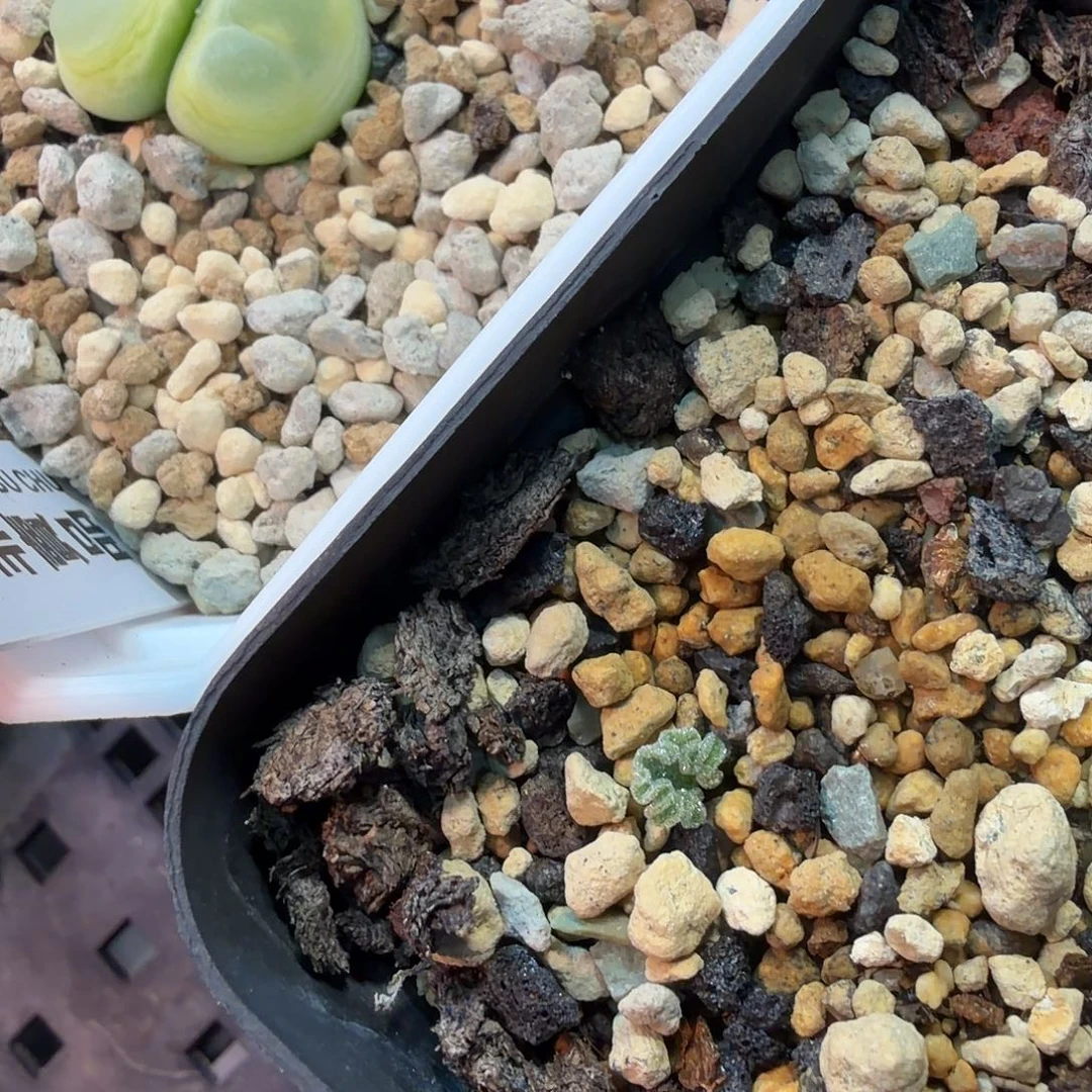 S***W雾冰玉多肉植物一颗