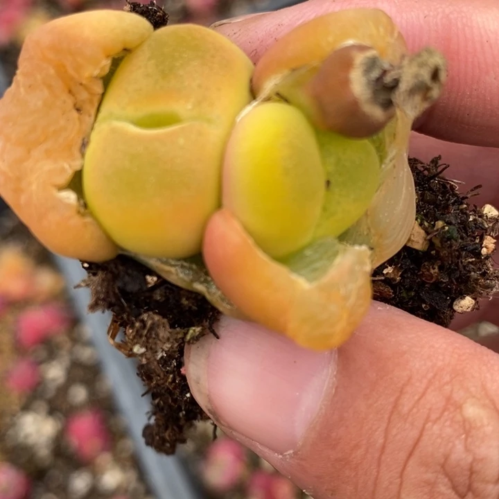 2082一颗一颗一颗