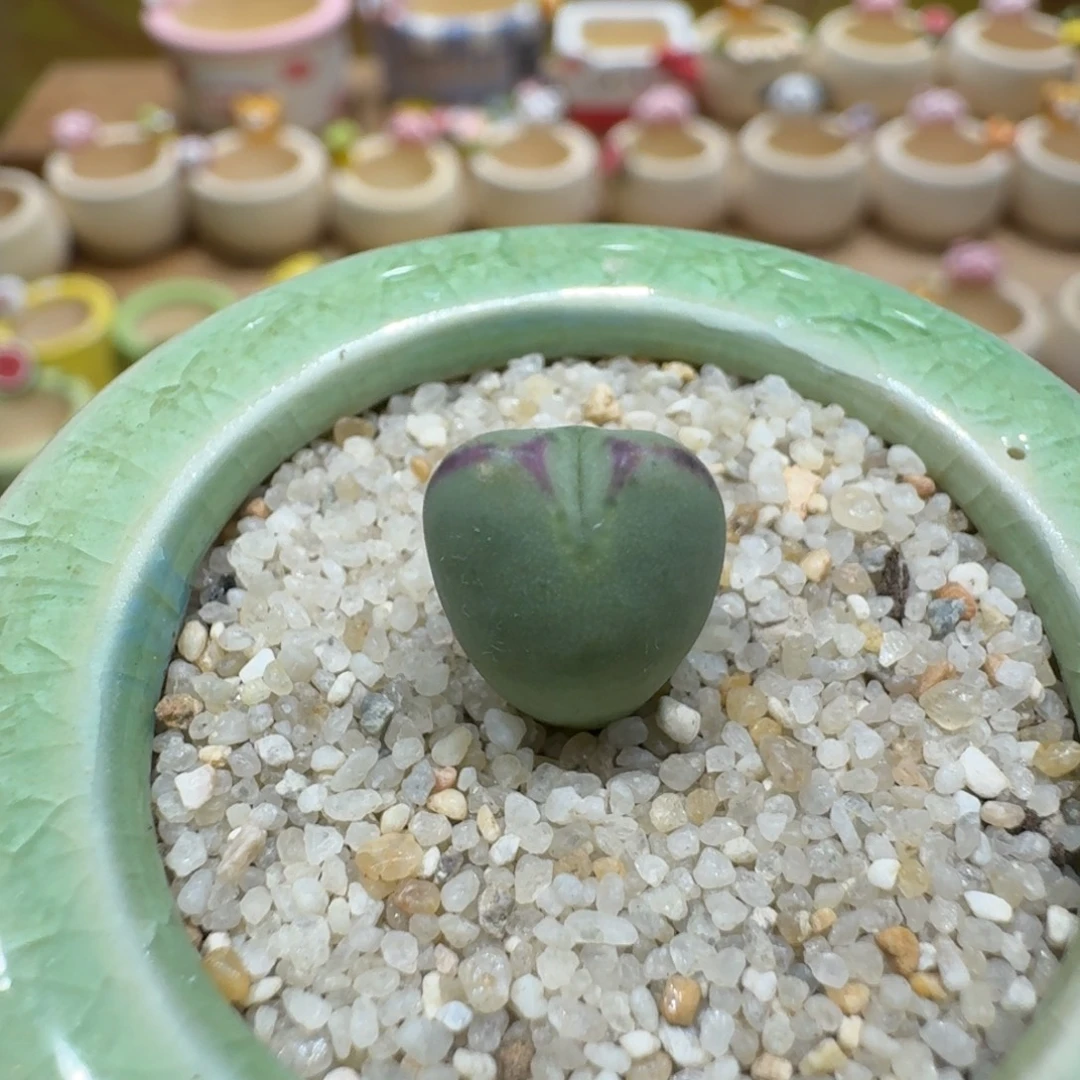 蘑菇1237少将多肉植物