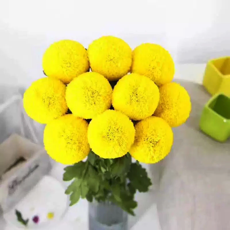 鲜切黄色乒乓菊 圆滚滚花束 高贵明艳寓意好金黄灿烂花期长易养护