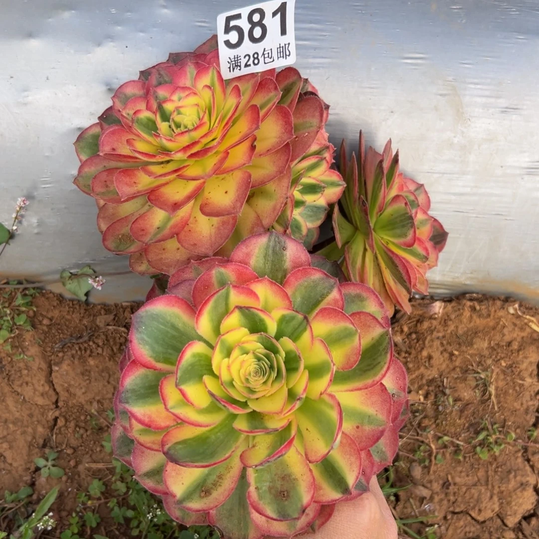 多肉植物581有一颗杆子有伤