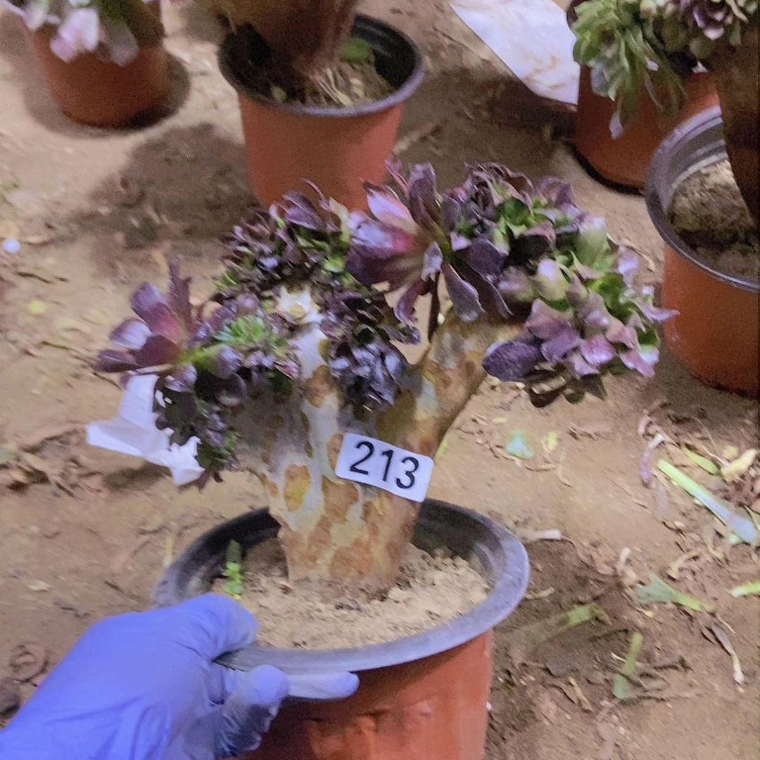 213欧紫缀老板子法师