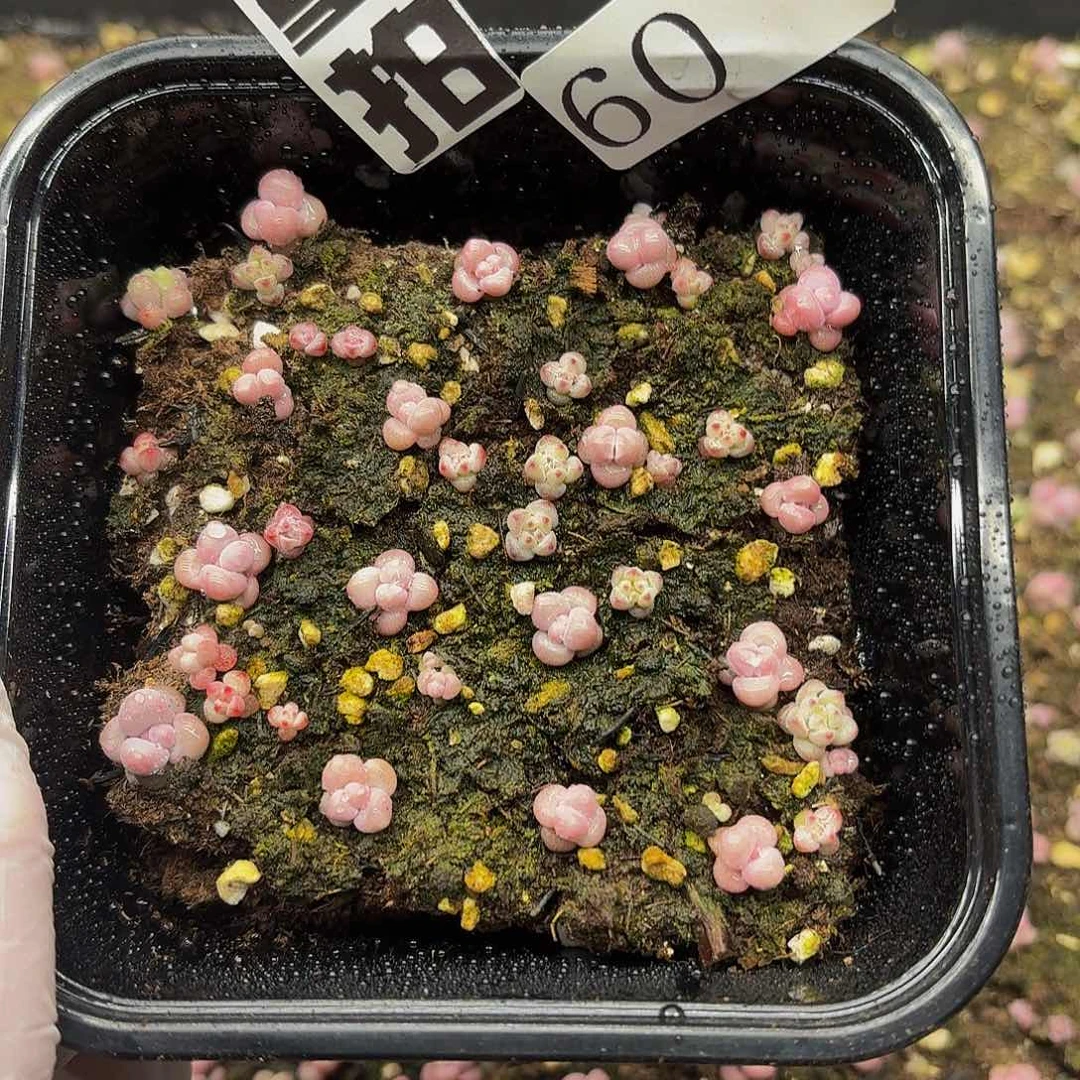 多肉植物多肉植物60量拍