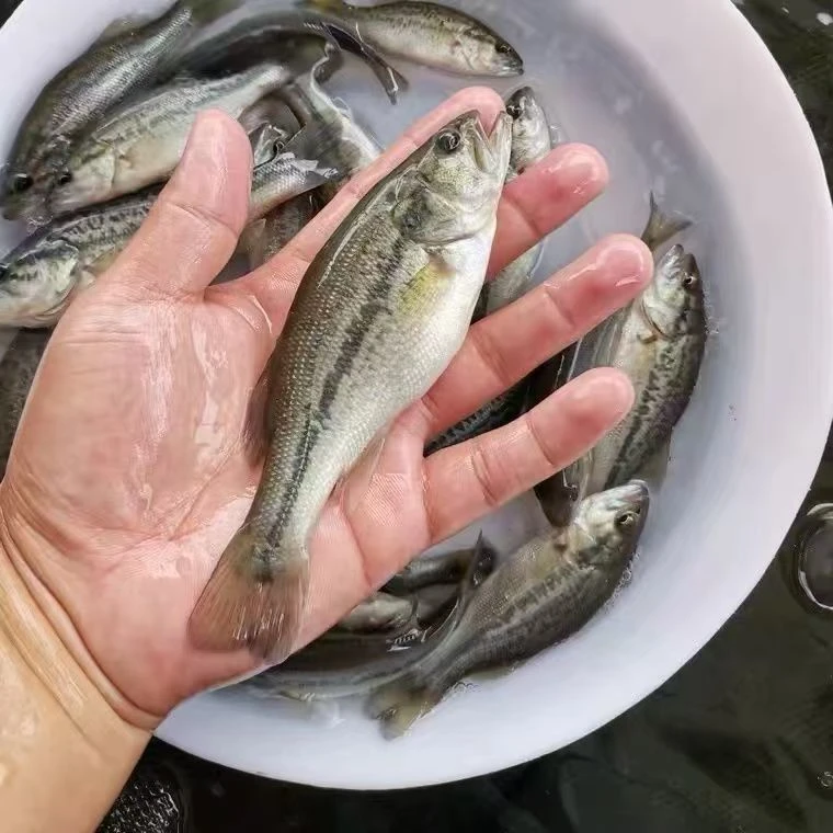 贵州发货淡水鲈观赏鲈鱼苗及饲料