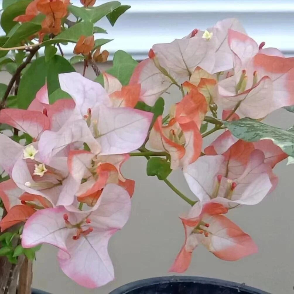 【橙口红】（终生包对版）三角梅盆栽庭院飘枝不带花（不包后期养护）