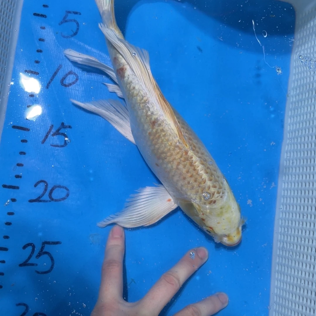 锦鲤蝴蝶锦鲤包邮包邮