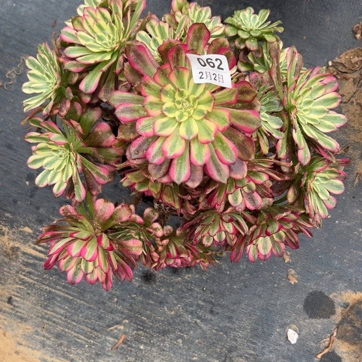 淚**里2.2-62舞天姬多肉