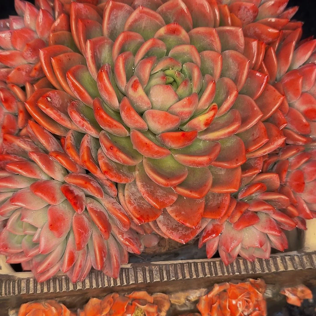 锅****曲 啊哈怕他他啦爸爸啦