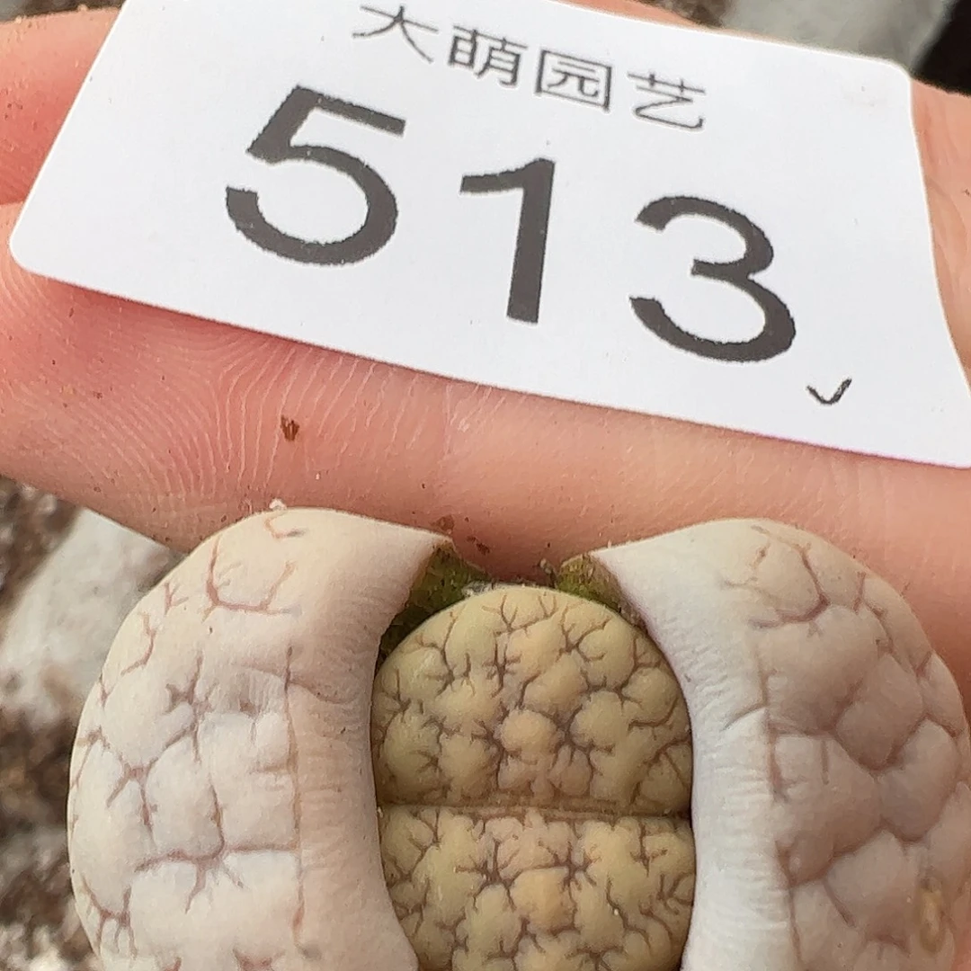 一物一拍脱土发189荒玉513