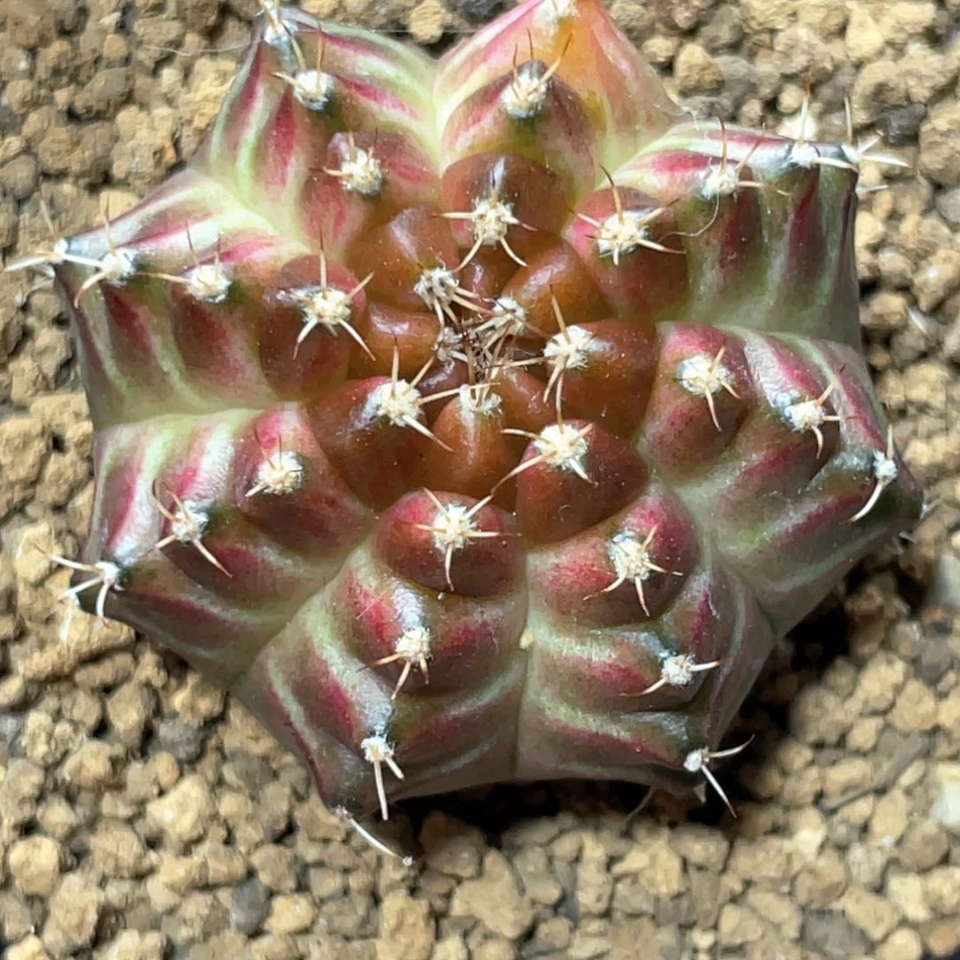 当前无花朵，栽培后可花朵梦想轮回