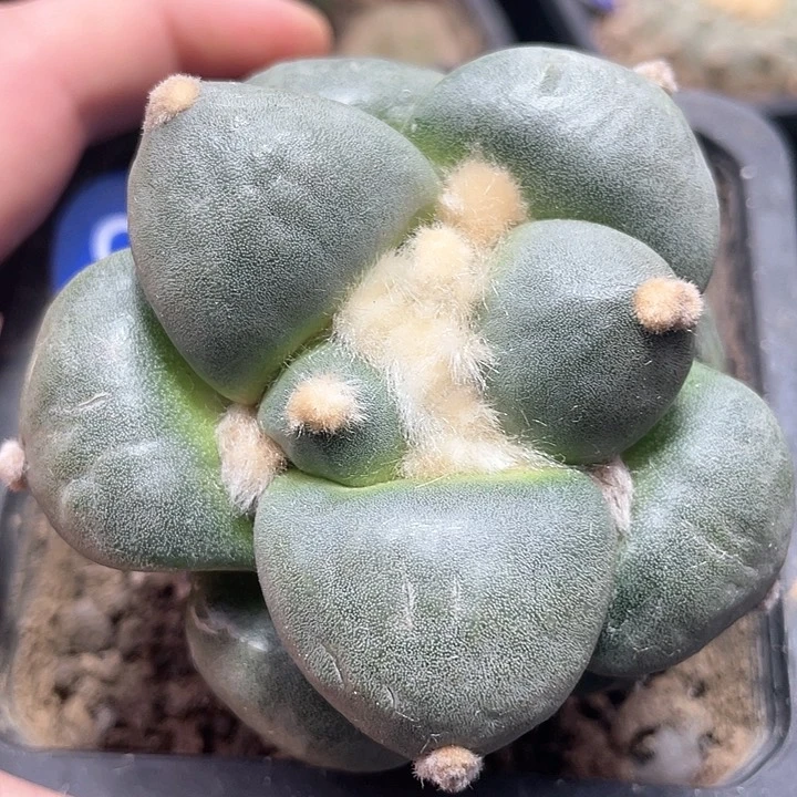 仙人球苗接丸叶青瓷98