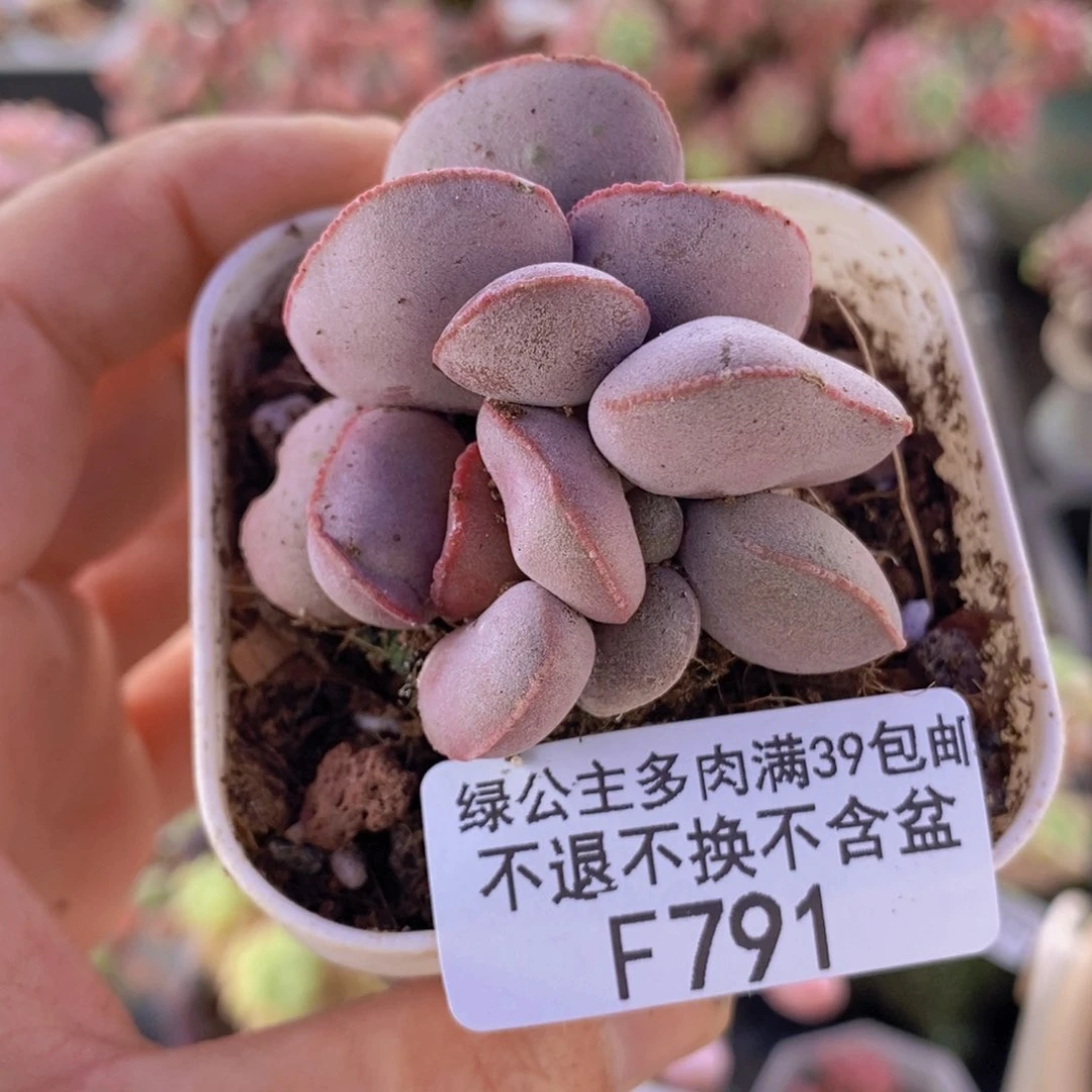 小红蛋5cm791多肉植物