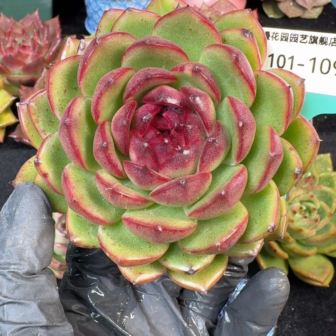 从前慢多肉精选编号1101.109