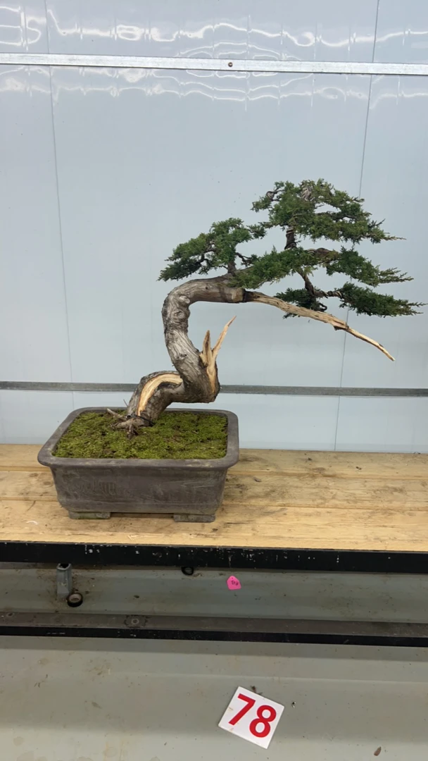 济州真柏老桩老盆口