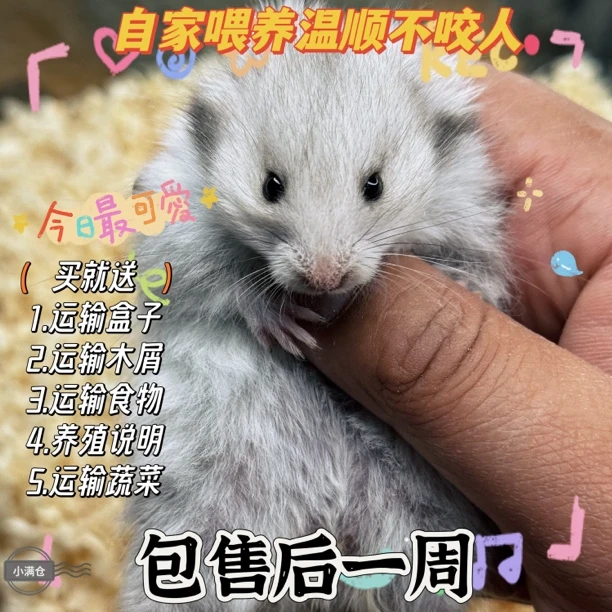 【小满仓小鼠】仓鼠活物宠物已打疫苗金丝熊米熊活物活体小布丁银狐