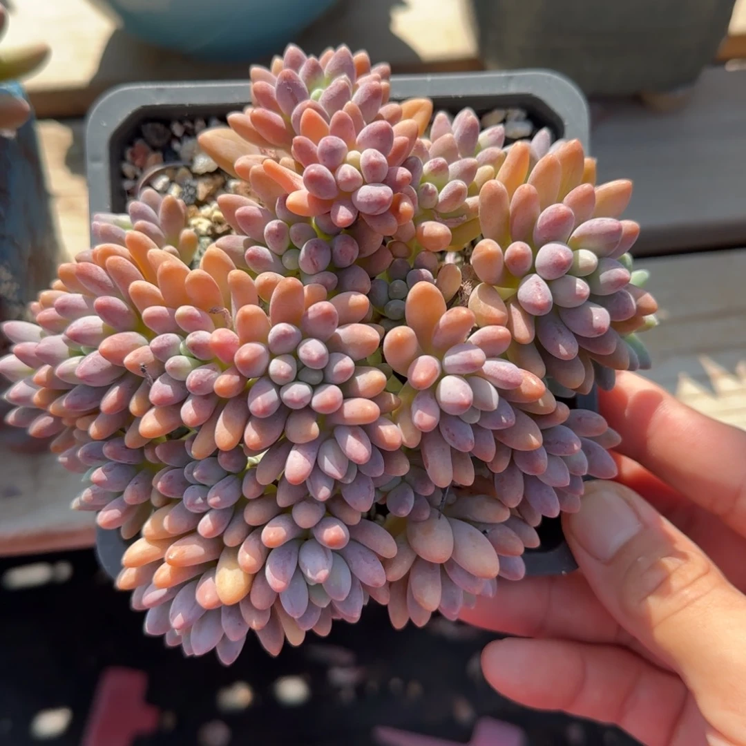 星黛露群生老桩多肉五十包邮