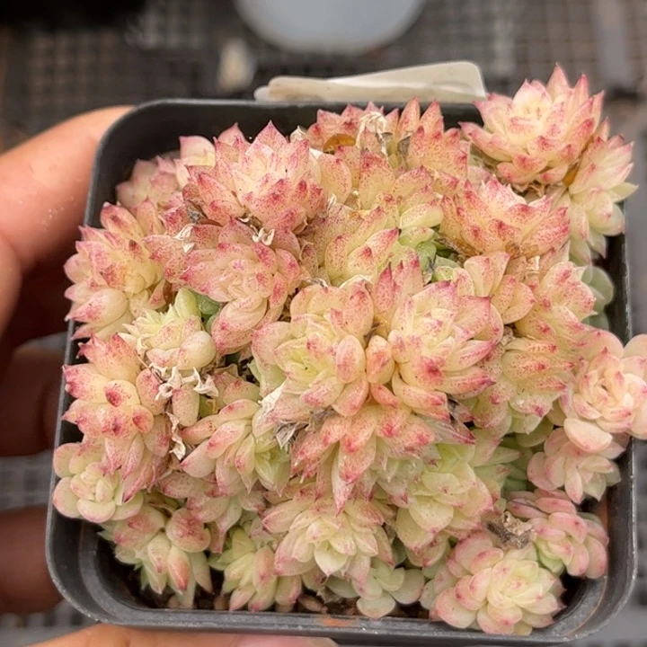 038龙葵麦秆女王