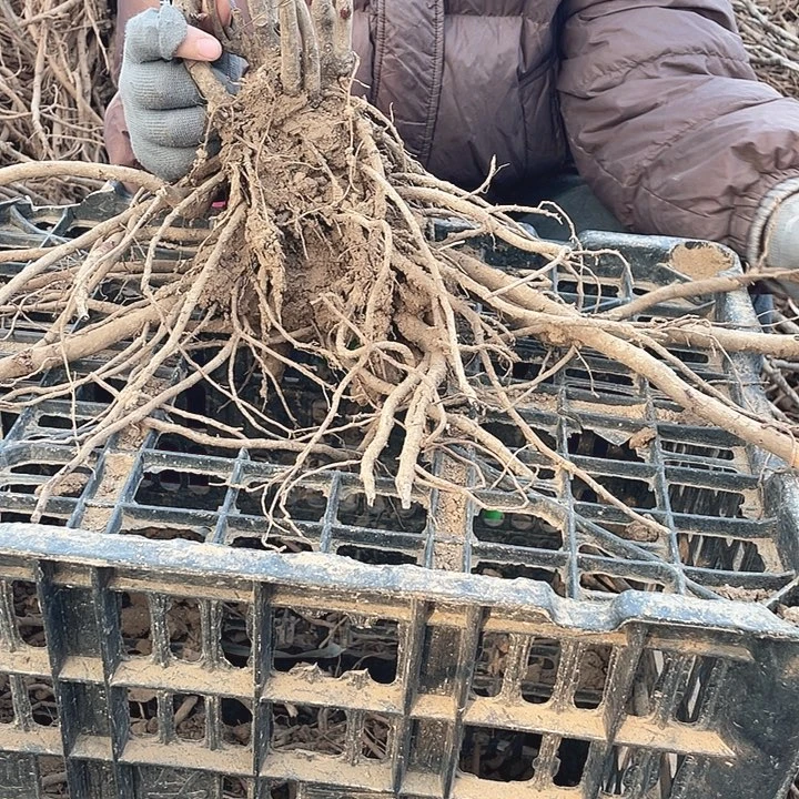 完全开放牡丹花开